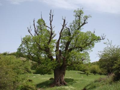 درخت هزار ساله کوف